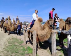 Путешествие в Элисту
